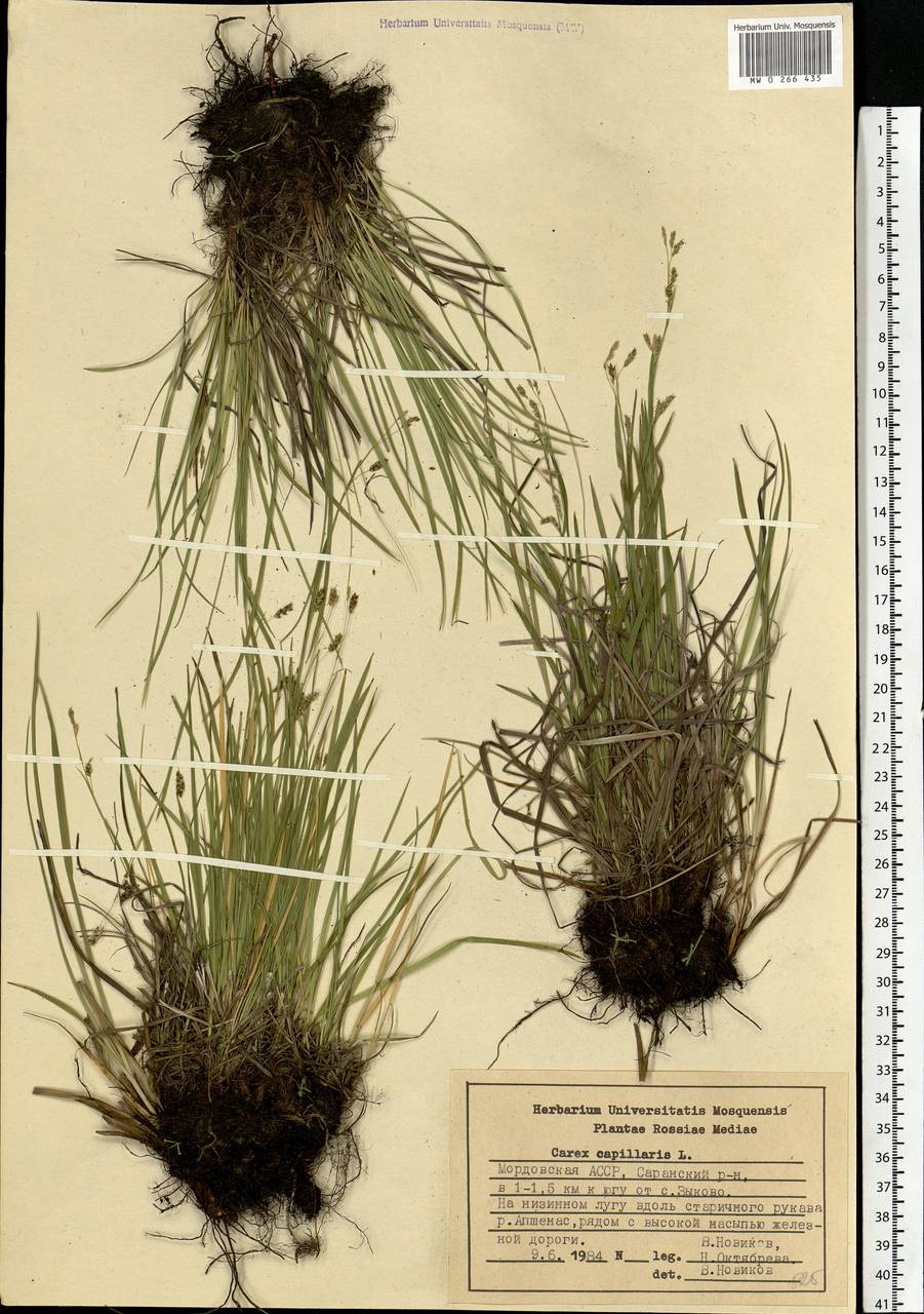 Carex capillaris L., Eastern Europe, Middle Volga region (E8) (Russia)