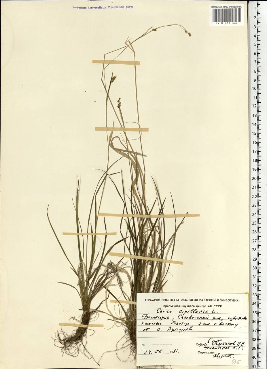 Carex capitata Sol., Eastern Europe, Eastern region (E10) (Russia)
