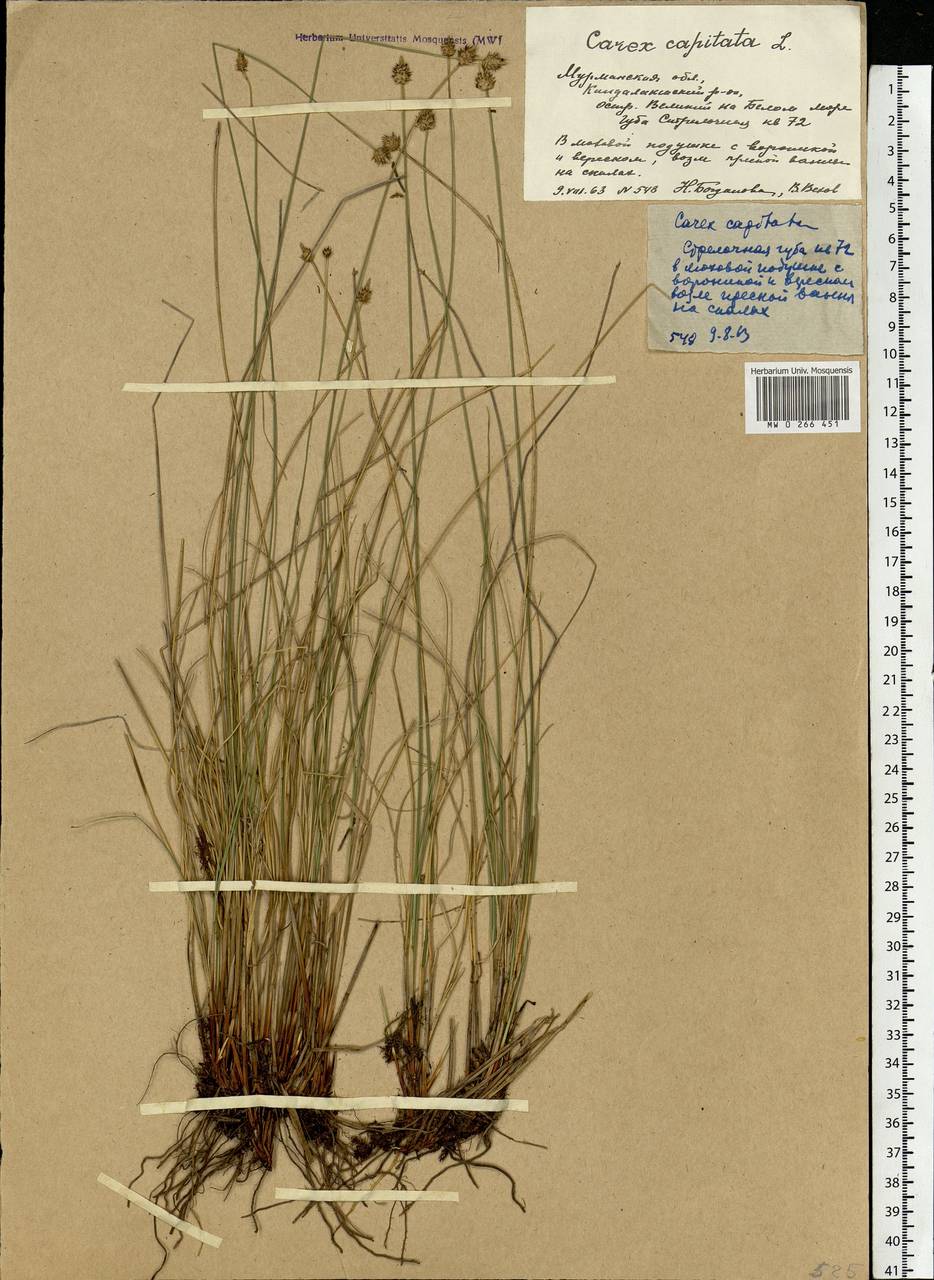 Carex capitata Sol., Eastern Europe, Northern region (E1) (Russia)