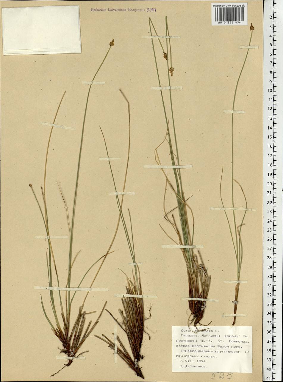 Carex capitata Sol., Eastern Europe, Northern region (E1) (Russia)
