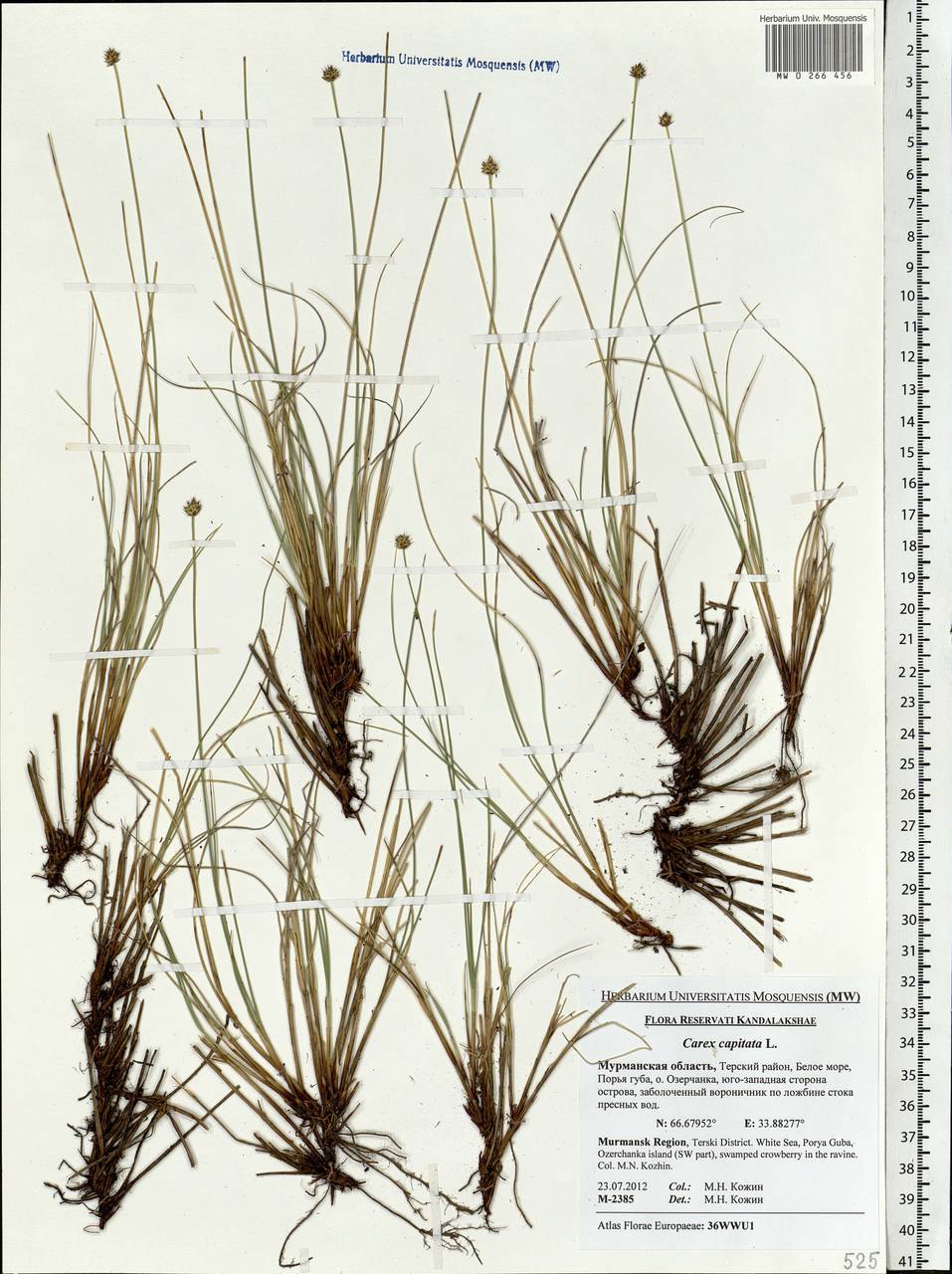 Carex capitata Sol., Eastern Europe, Northern region (E1) (Russia)