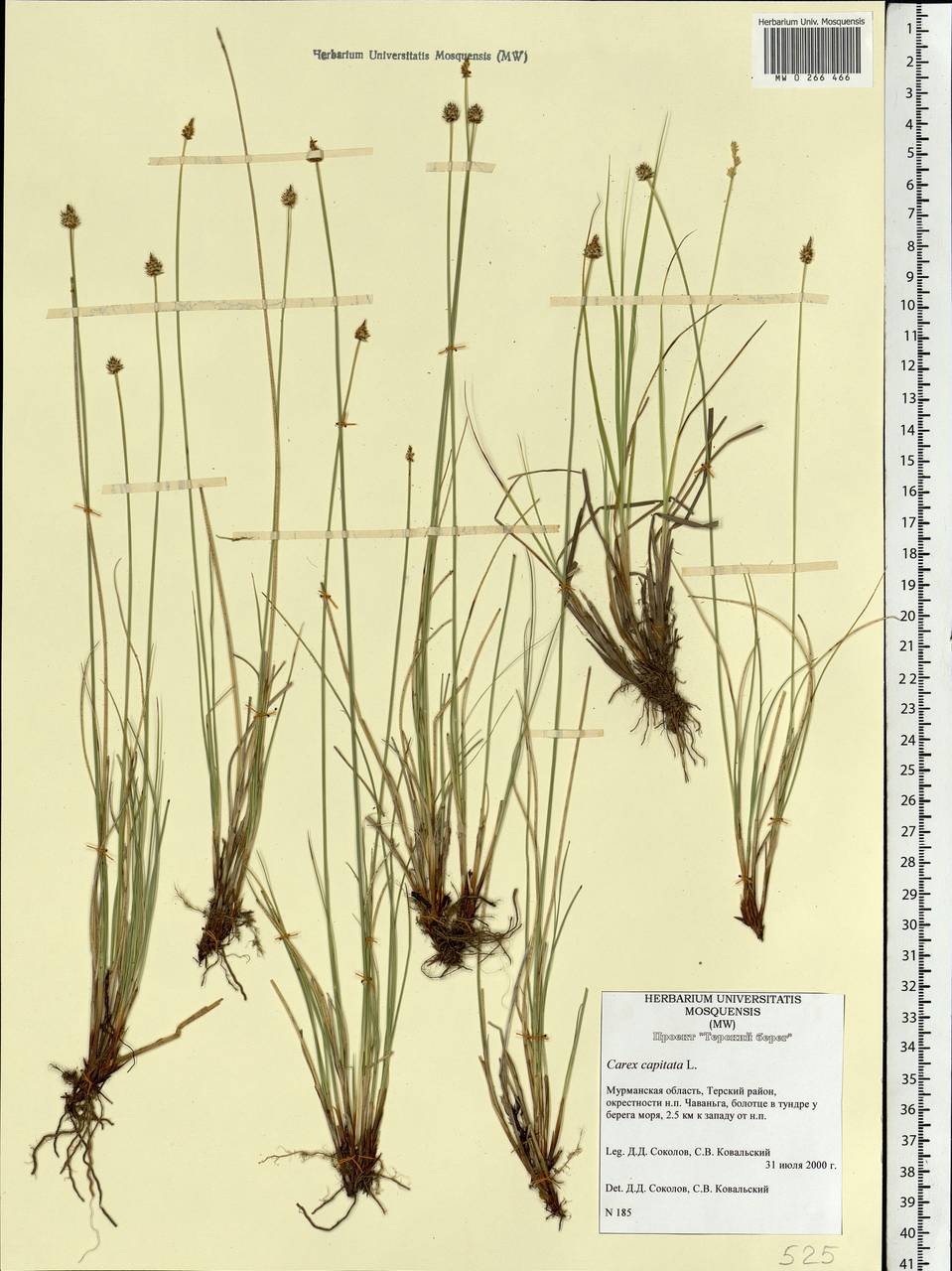 Carex capitata Sol., Eastern Europe, Northern region (E1) (Russia)