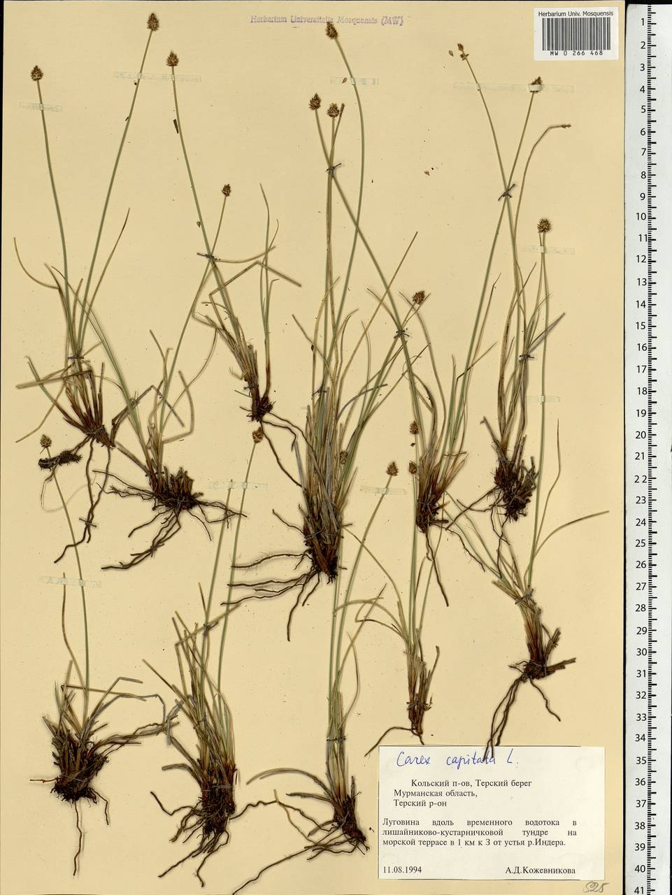 Carex capitata Sol., Eastern Europe, Northern region (E1) (Russia)