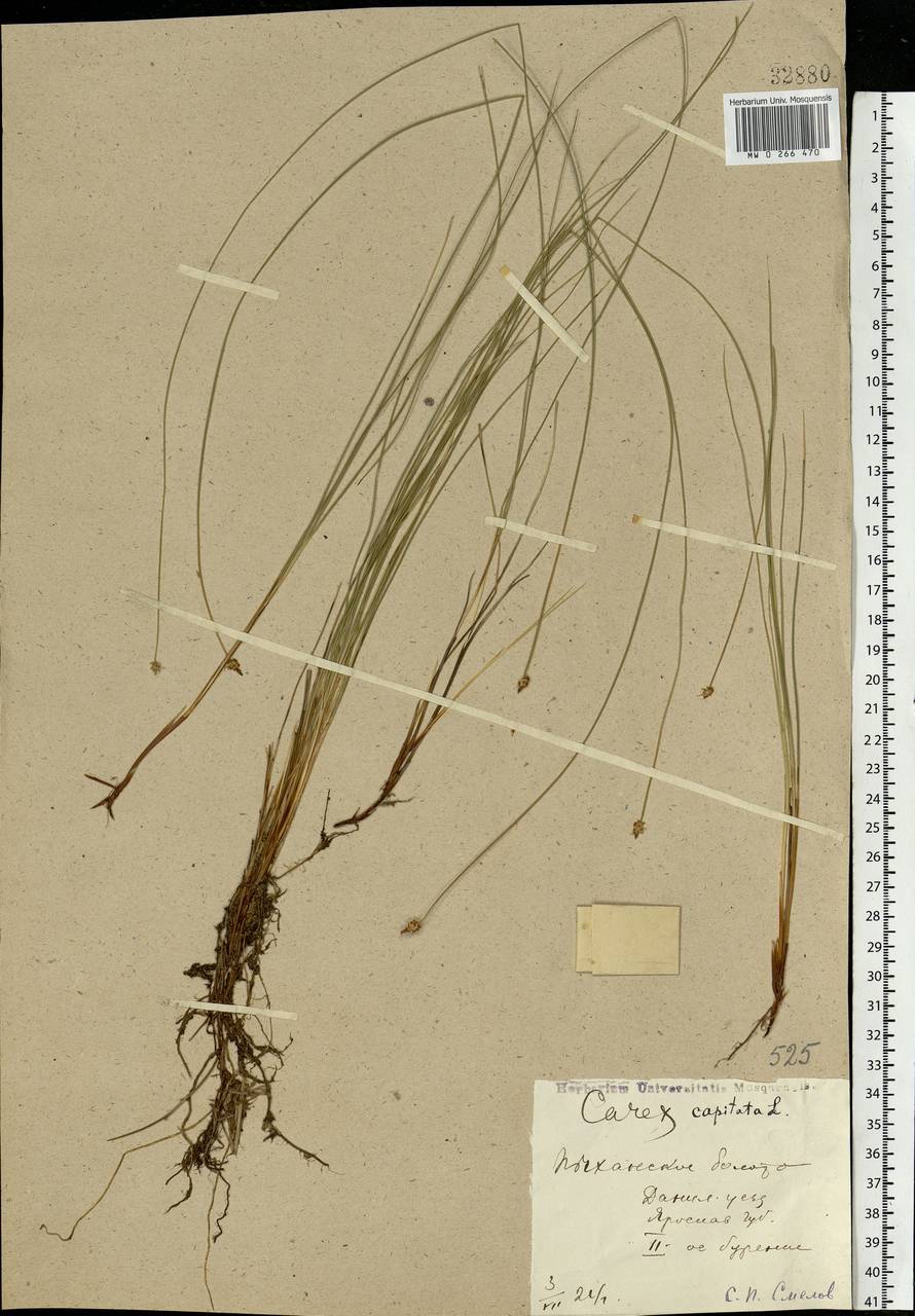Carex capitata Sol., Eastern Europe, Central forest region (E5) (Russia)