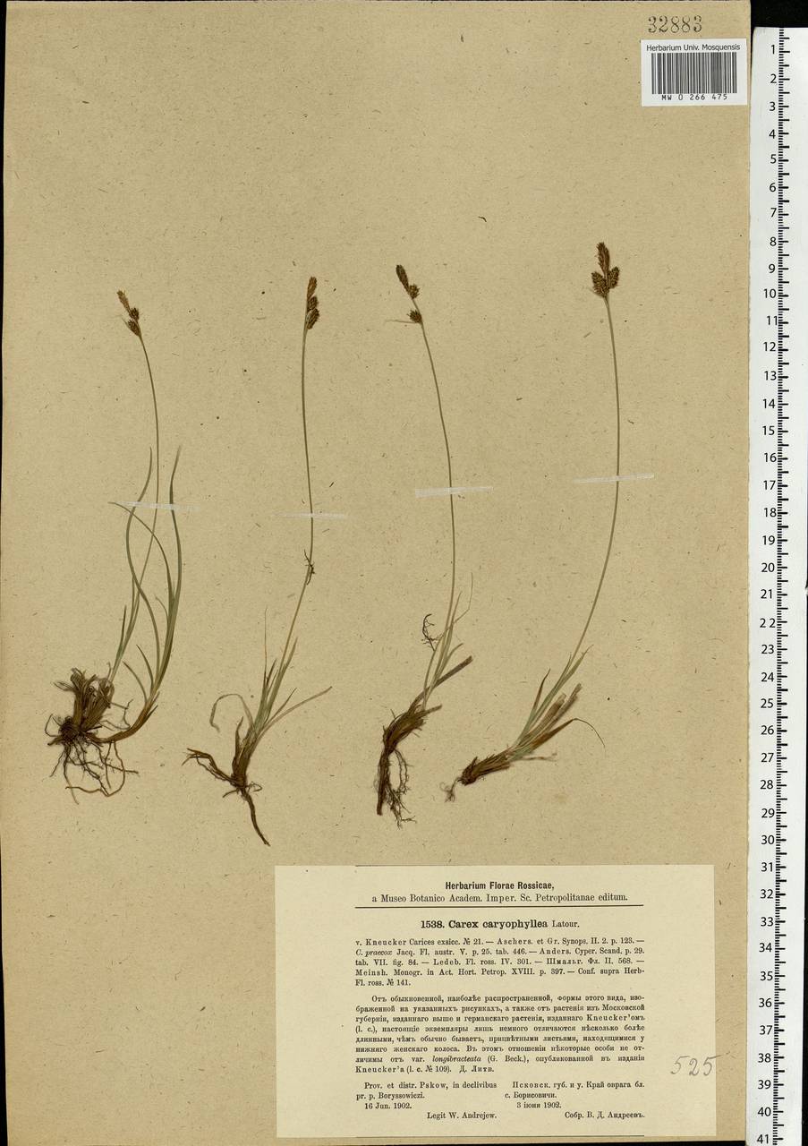 Carex caryophyllea Latourr., Eastern Europe, North-Western region (E2) (Russia)