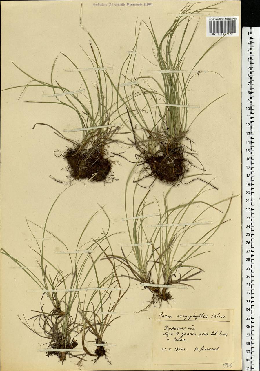 Carex caryophyllea Latourr., Eastern Europe, Western region (E3) (Russia)