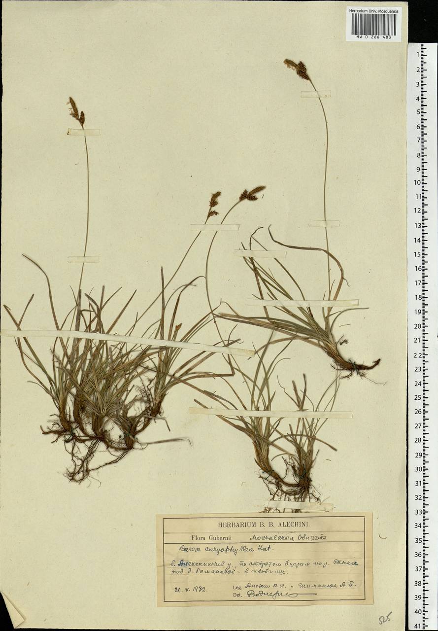 Carex caryophyllea Latourr., Eastern Europe, Central region (E4) (Russia)