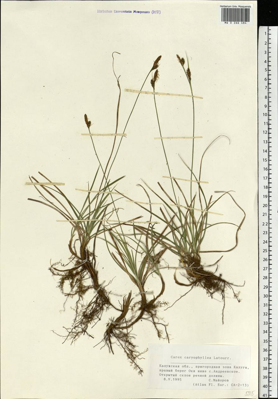 Carex caryophyllea Latourr., Eastern Europe, Central region (E4) (Russia)