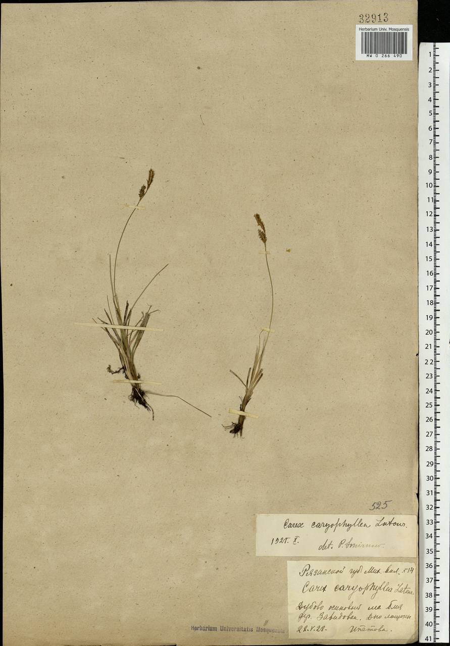 Carex caryophyllea Latourr., Eastern Europe, Central region (E4) (Russia)