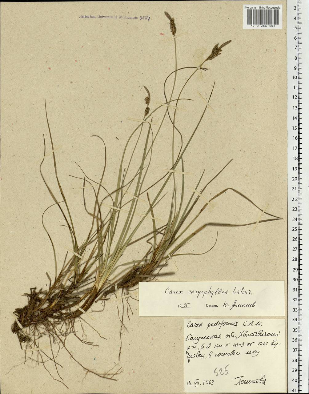Carex caryophyllea Latourr., Eastern Europe, Central region (E4) (Russia)