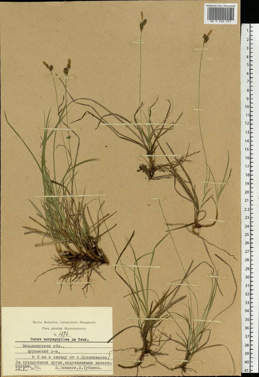 Carex caryophyllea Latourr., Eastern Europe, Central region (E4) (Russia)