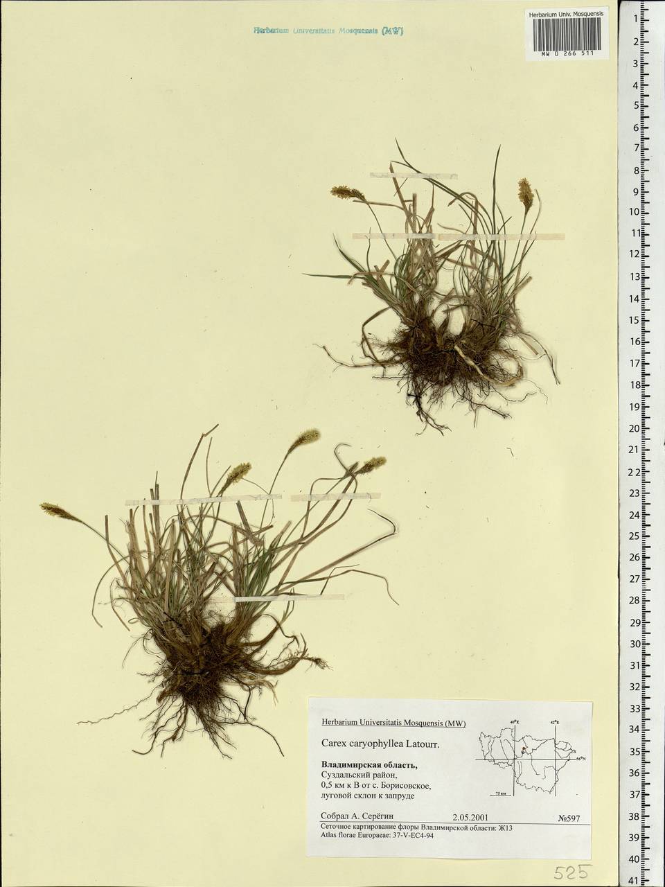 Carex caryophyllea Latourr., Eastern Europe, Central region (E4) (Russia)