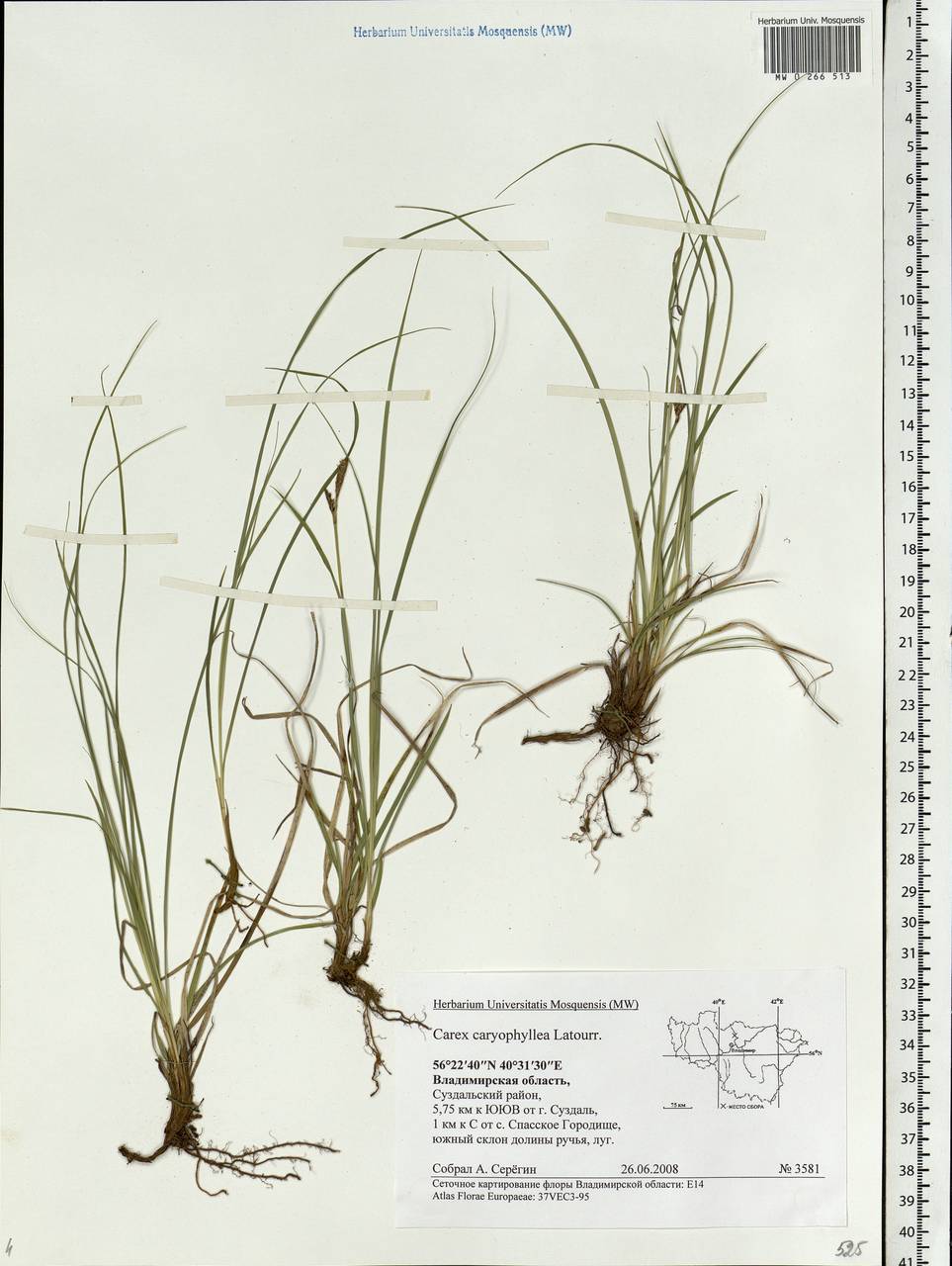 Carex caryophyllea Latourr., Eastern Europe, Central region (E4) (Russia)