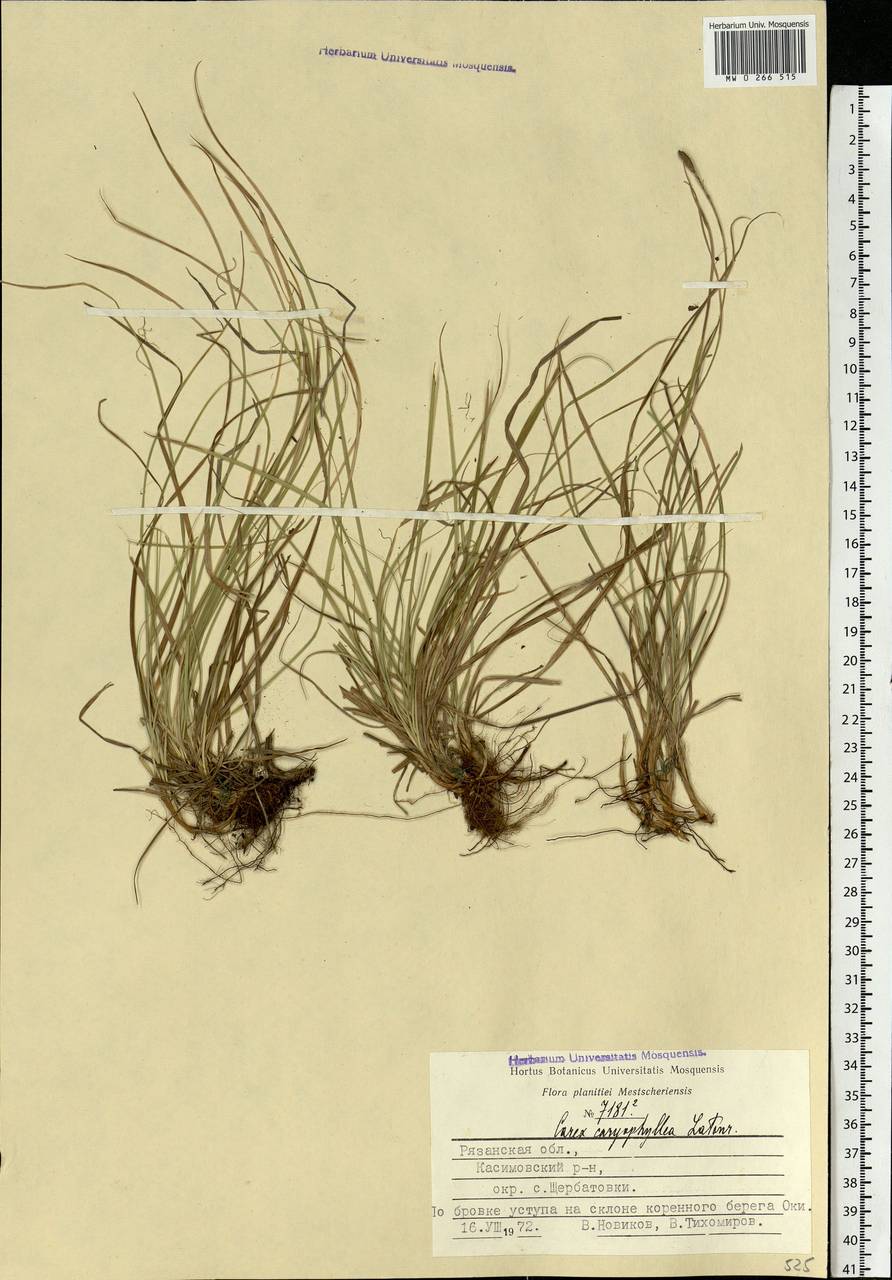 Carex caryophyllea Latourr., Eastern Europe, Central region (E4) (Russia)