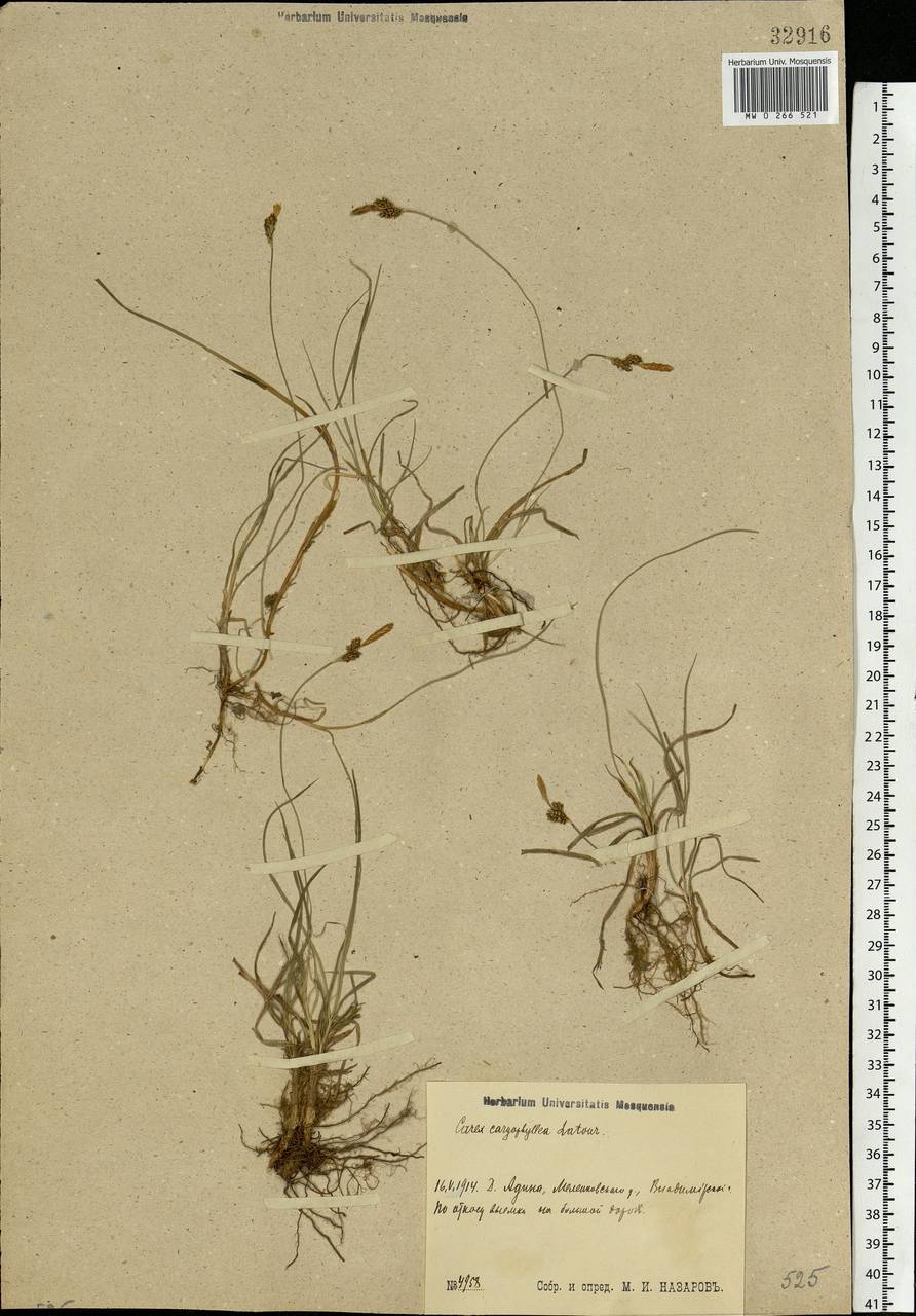 Carex caryophyllea Latourr., Eastern Europe, Central region (E4) (Russia)