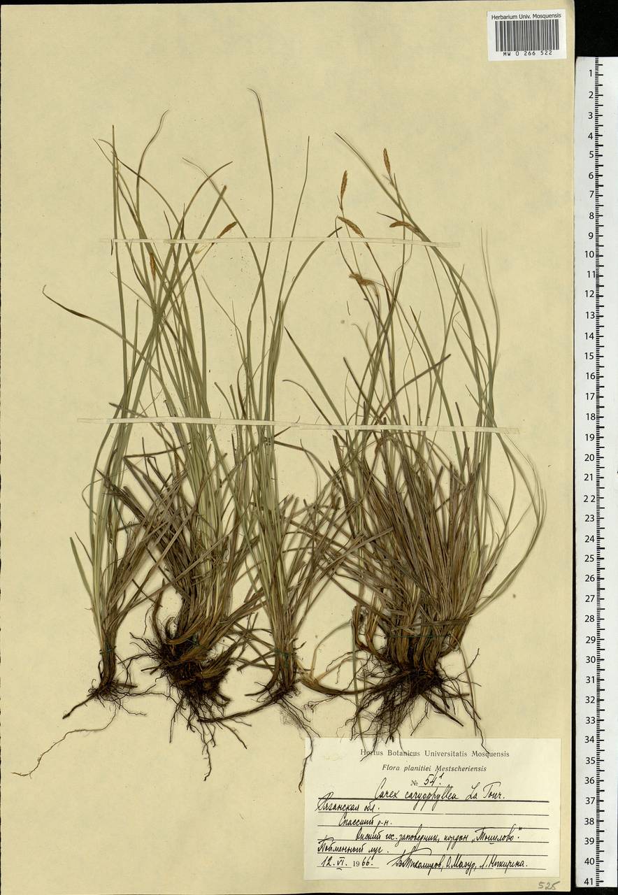 Carex caryophyllea Latourr., Eastern Europe, Central region (E4) (Russia)