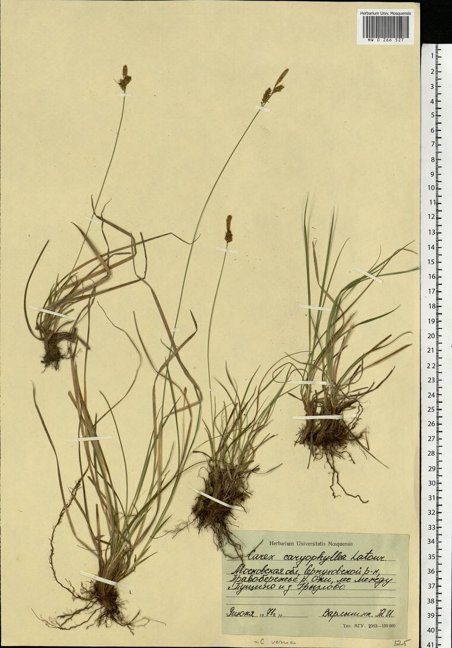 Carex caryophyllea Latourr., Eastern Europe, Moscow region (E4a) (Russia)