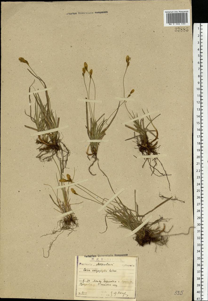 Carex caryophyllea Latourr., Eastern Europe, Moscow region (E4a) (Russia)