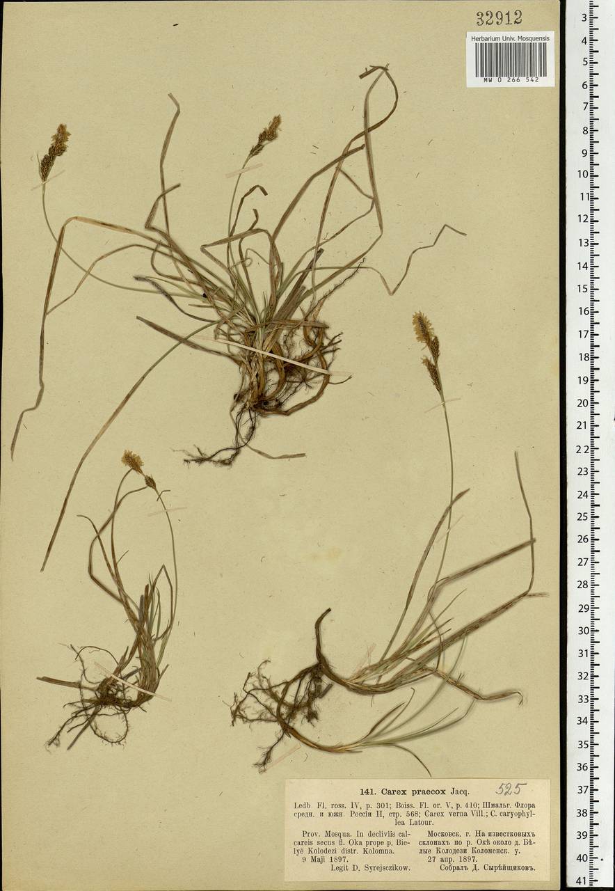 Carex caryophyllea Latourr., Eastern Europe, Moscow region (E4a) (Russia)