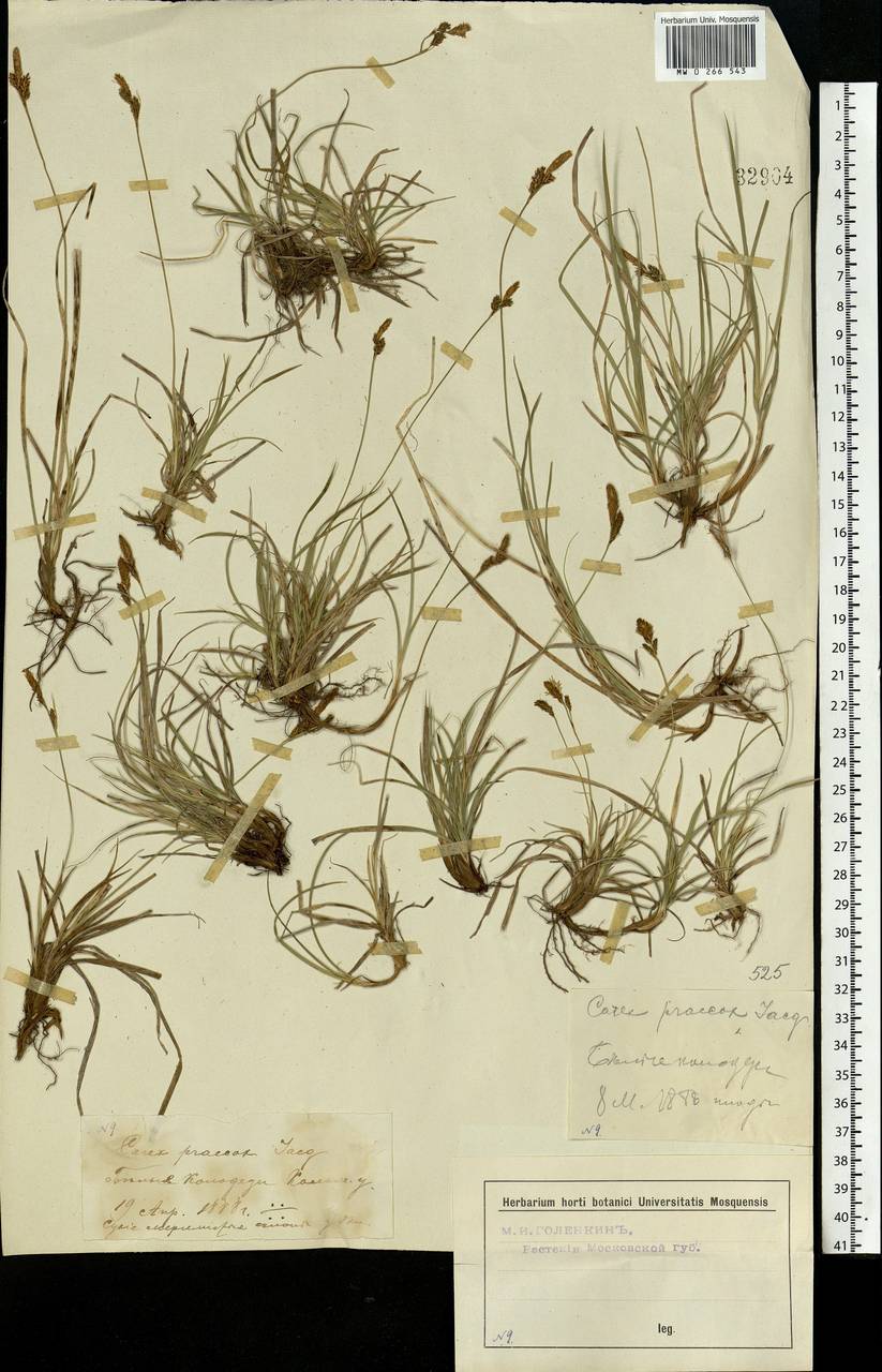 Carex caryophyllea Latourr., Eastern Europe, Moscow region (E4a) (Russia)