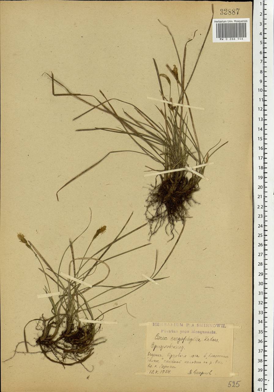 Carex caryophyllea Latourr., Eastern Europe, Moscow region (E4a) (Russia)