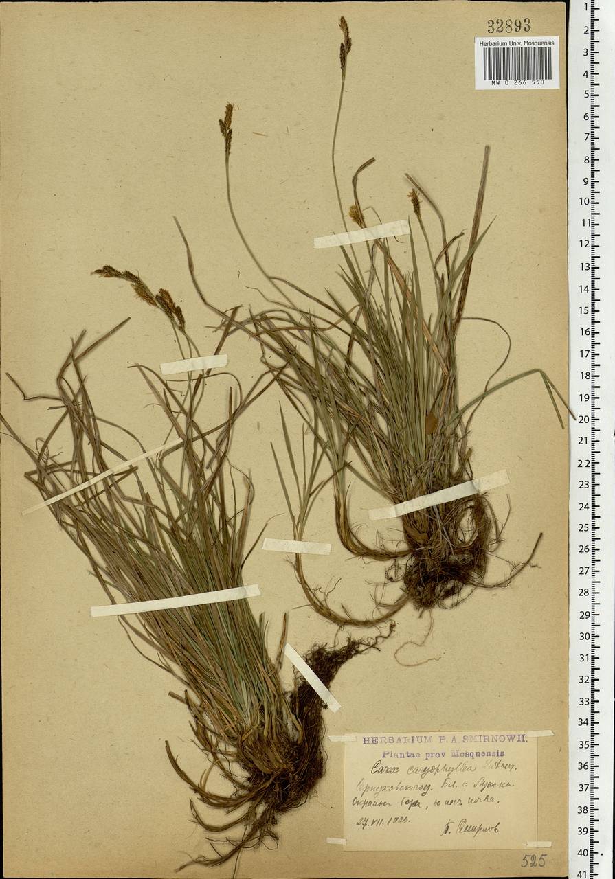 Carex caryophyllea Latourr., Eastern Europe, Moscow region (E4a) (Russia)