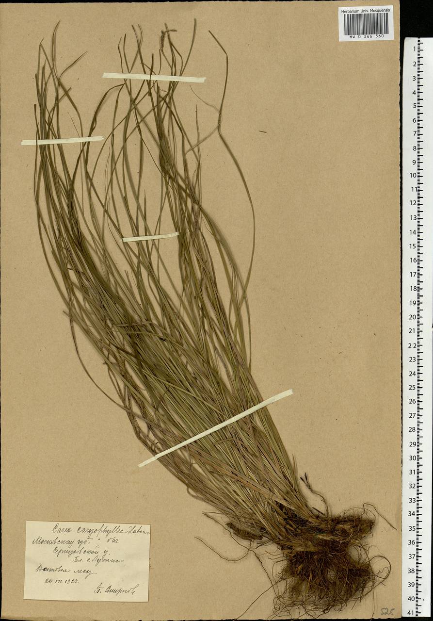 Carex caryophyllea Latourr., Eastern Europe, Moscow region (E4a) (Russia)
