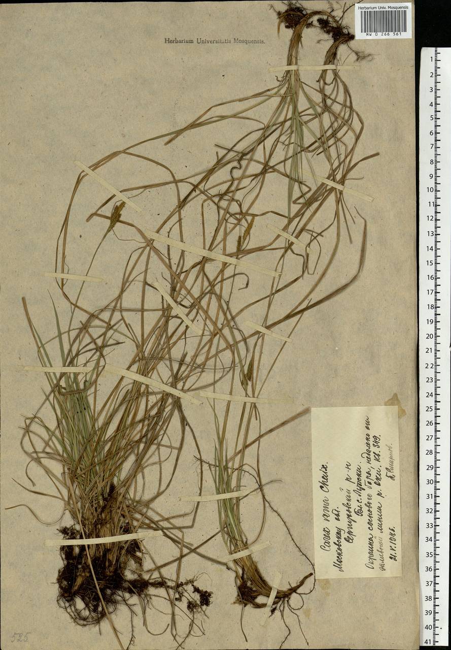 Carex caryophyllea Latourr., Eastern Europe, Moscow region (E4a) (Russia)