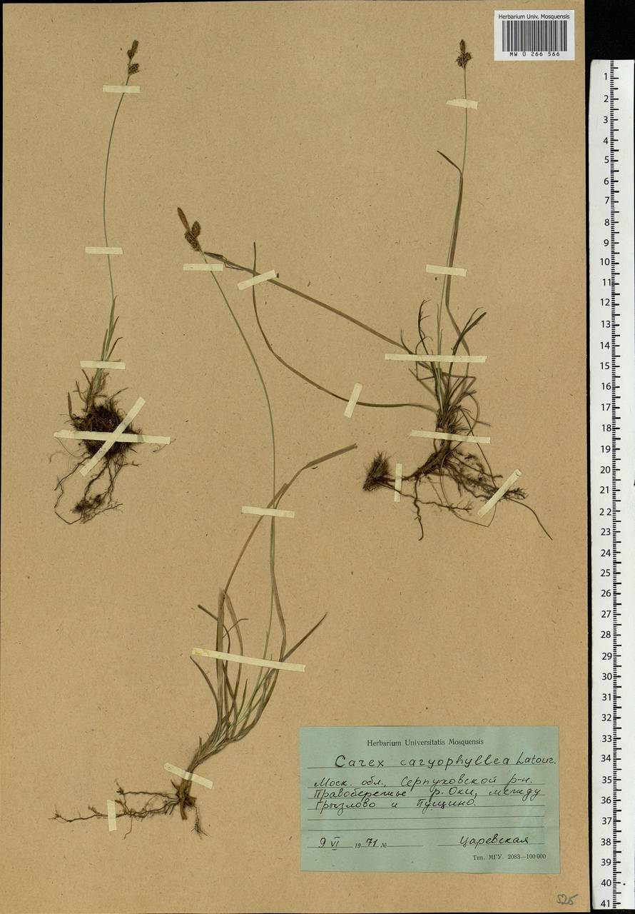 Carex caryophyllea Latourr., Eastern Europe, Moscow region (E4a) (Russia)