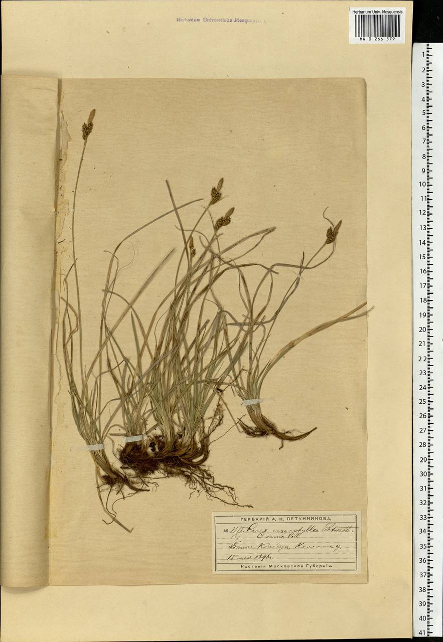 Carex caryophyllea Latourr., Eastern Europe, Moscow region (E4a) (Russia)