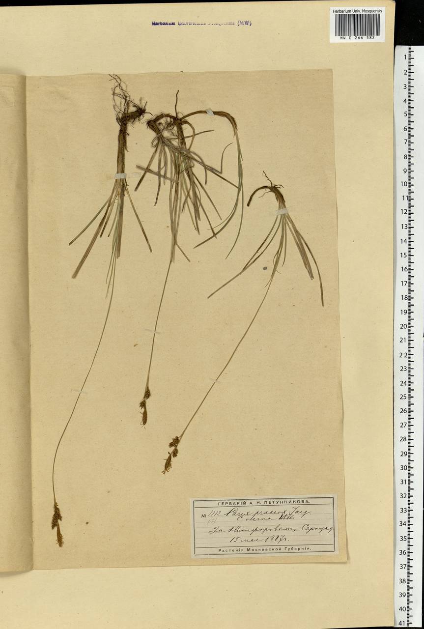 Carex caryophyllea Latourr., Eastern Europe, Moscow region (E4a) (Russia)