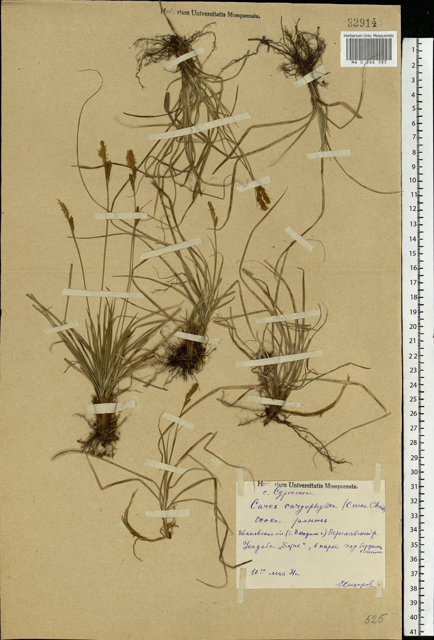 Carex caryophyllea Latourr., Eastern Europe, Central forest region (E5) (Russia)