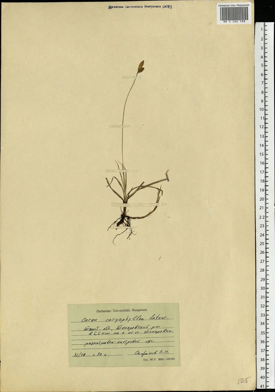Carex caryophyllea Latourr., Eastern Europe, Central forest-and-steppe region (E6) (Russia)