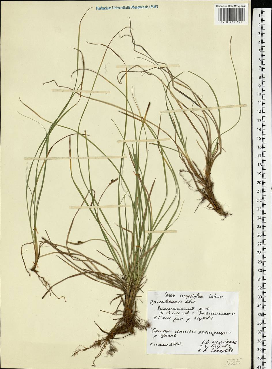 Carex caryophyllea Latourr., Eastern Europe, Central forest-and-steppe region (E6) (Russia)