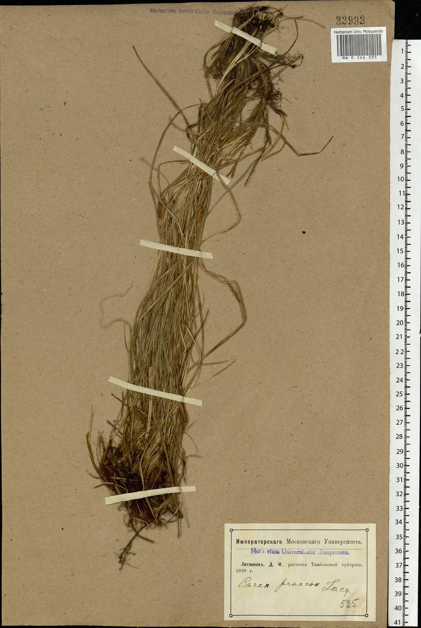 Carex caryophyllea Latourr., Eastern Europe, Central forest-and-steppe region (E6) (Russia)