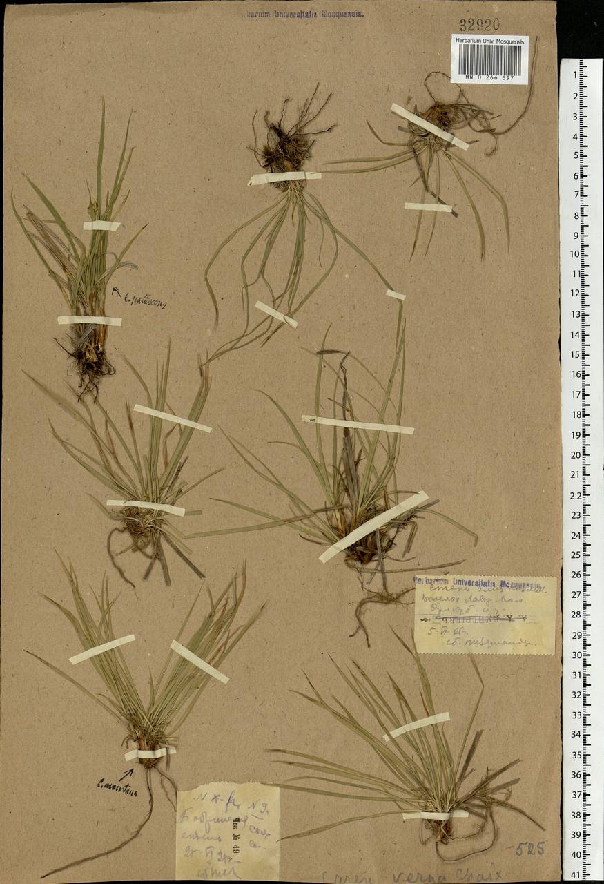 Carex caryophyllea Latourr., Eastern Europe, Central forest-and-steppe region (E6) (Russia)