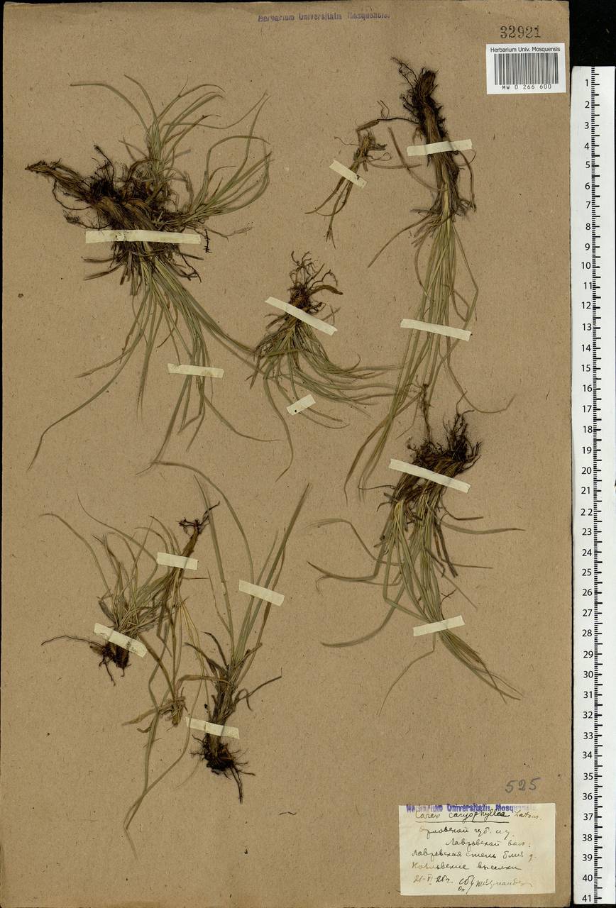 Carex caryophyllea Latourr., Eastern Europe, Central forest-and-steppe region (E6) (Russia)