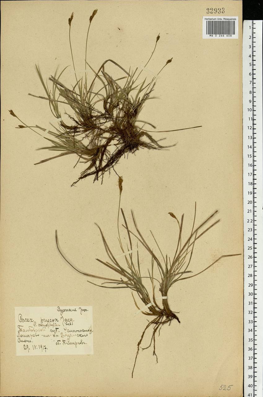 Carex caryophyllea Latourr., Eastern Europe, Central forest-and-steppe region (E6) (Russia)