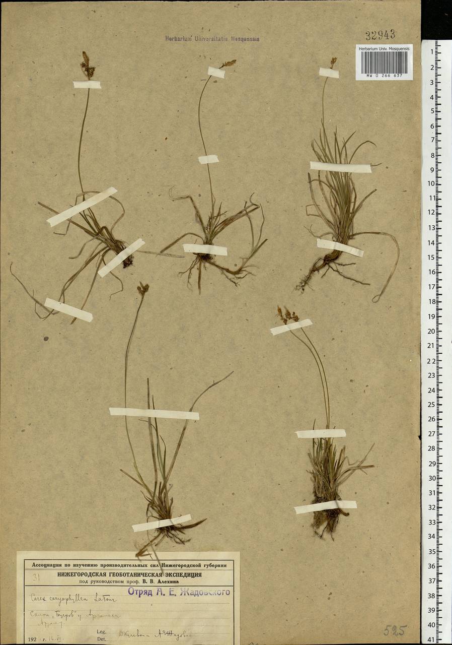 Carex caryophyllea Latourr., Eastern Europe, Volga-Kama region (E7) (Russia)