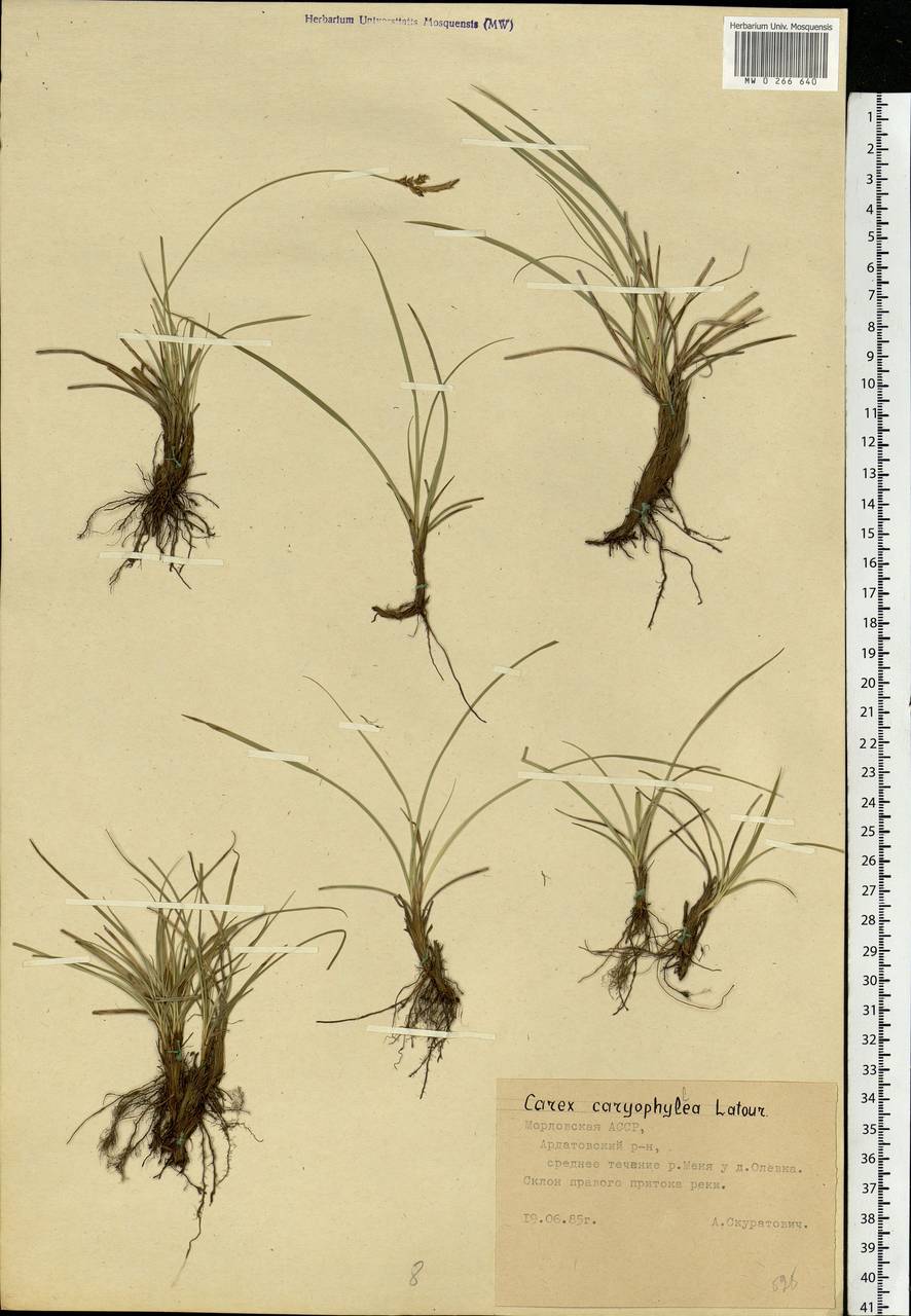 Carex caryophyllea Latourr., Eastern Europe, Middle Volga region (E8) (Russia)