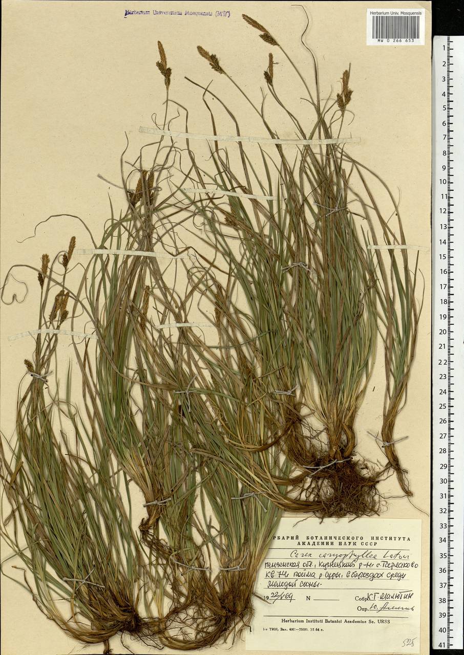 Carex caryophyllea Latourr., Eastern Europe, Middle Volga region (E8) (Russia)