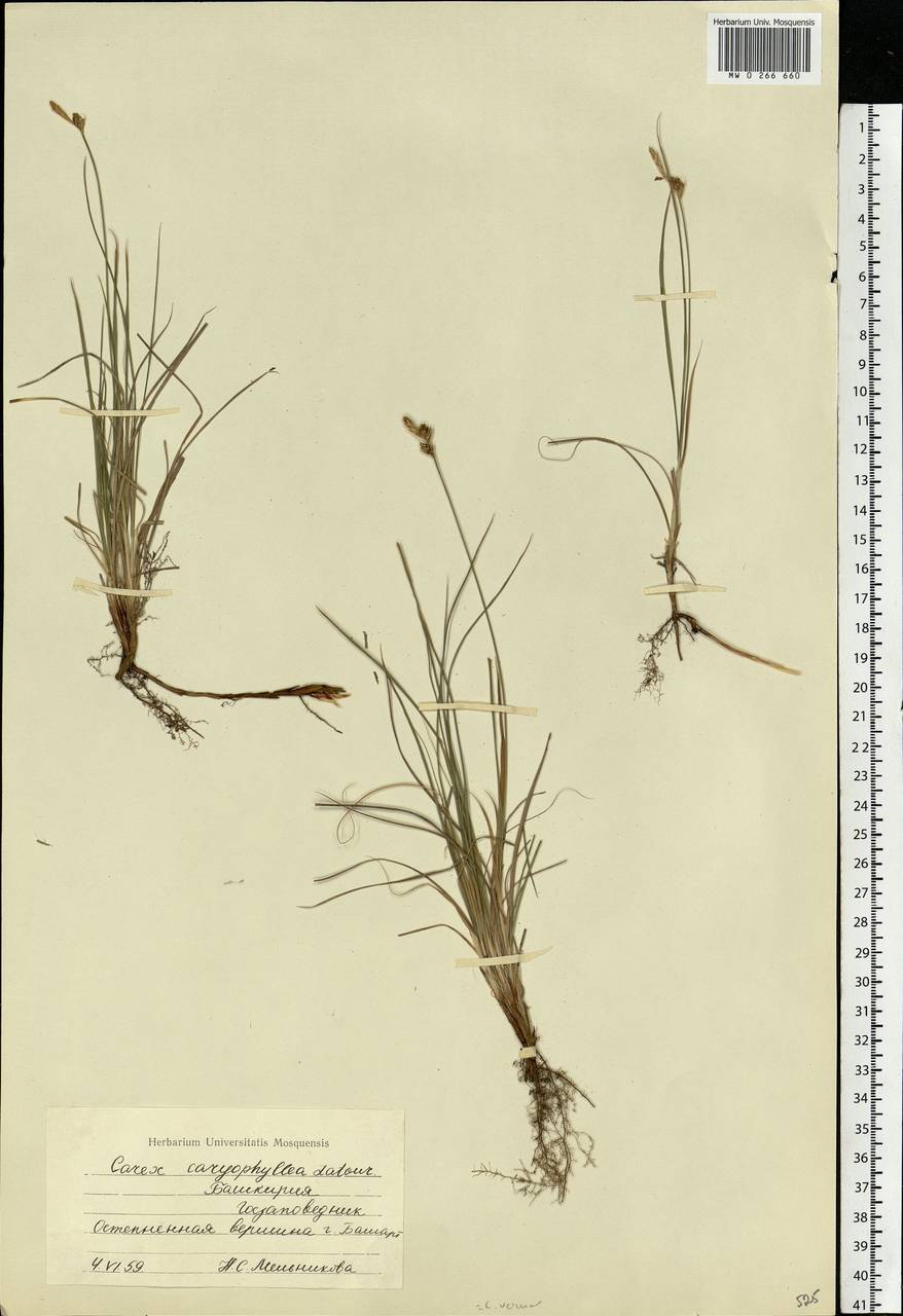 Carex caryophyllea Latourr., Eastern Europe, Eastern region (E10) (Russia)
