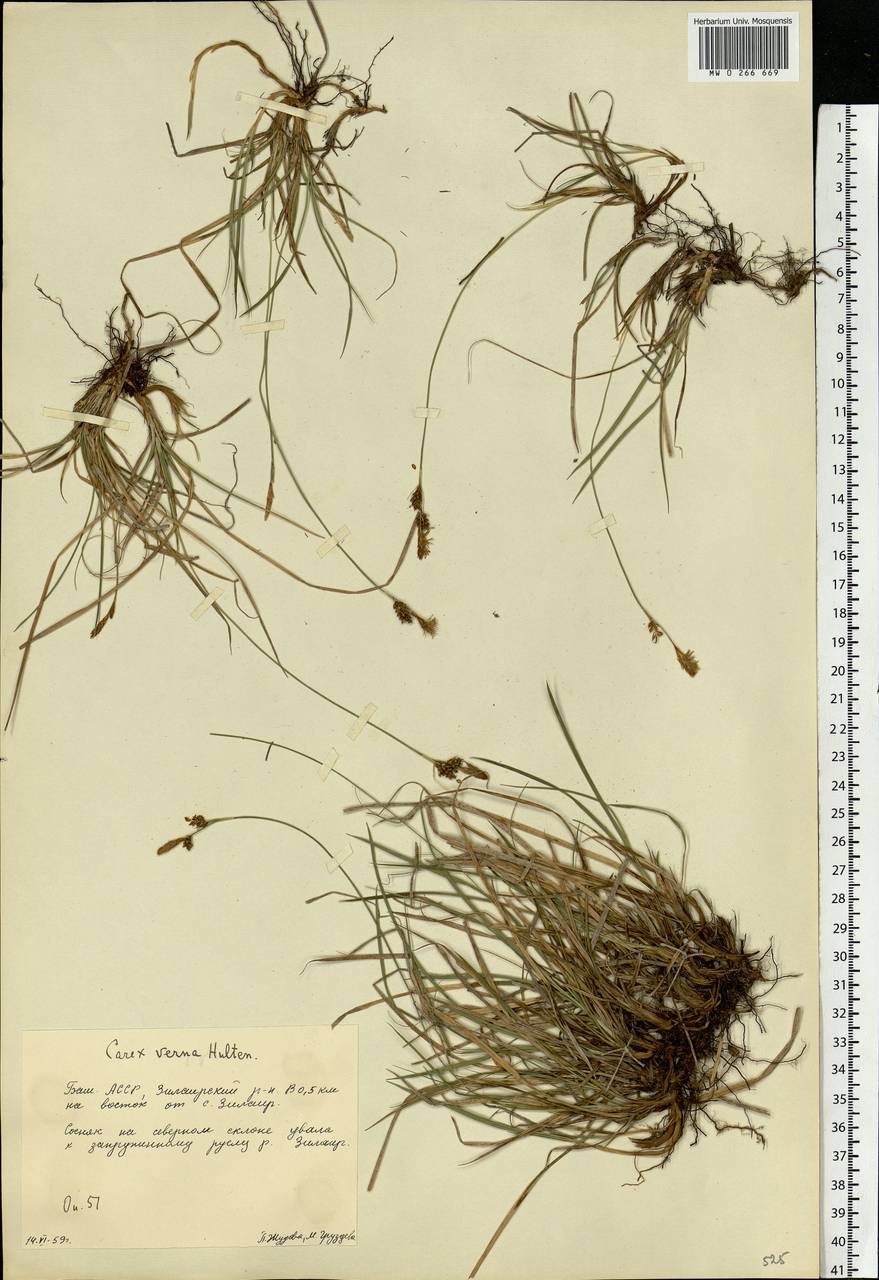 Carex caryophyllea Latourr., Eastern Europe, Eastern region (E10) (Russia)