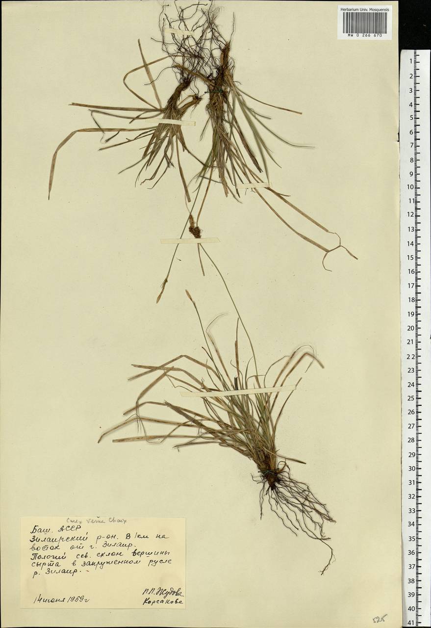 Carex caryophyllea Latourr., Eastern Europe, Eastern region (E10) (Russia)