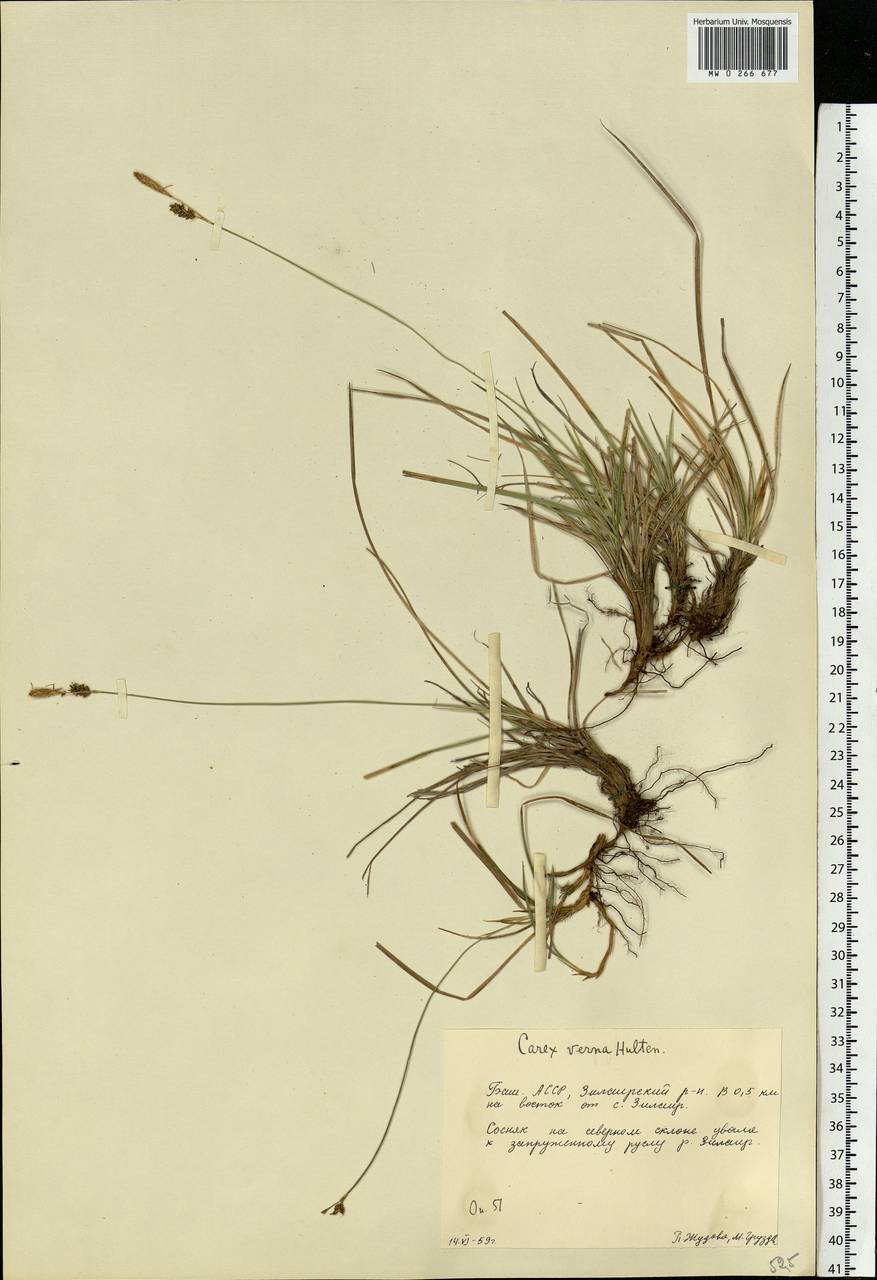 Carex caryophyllea Latourr., Eastern Europe, Eastern region (E10) (Russia)