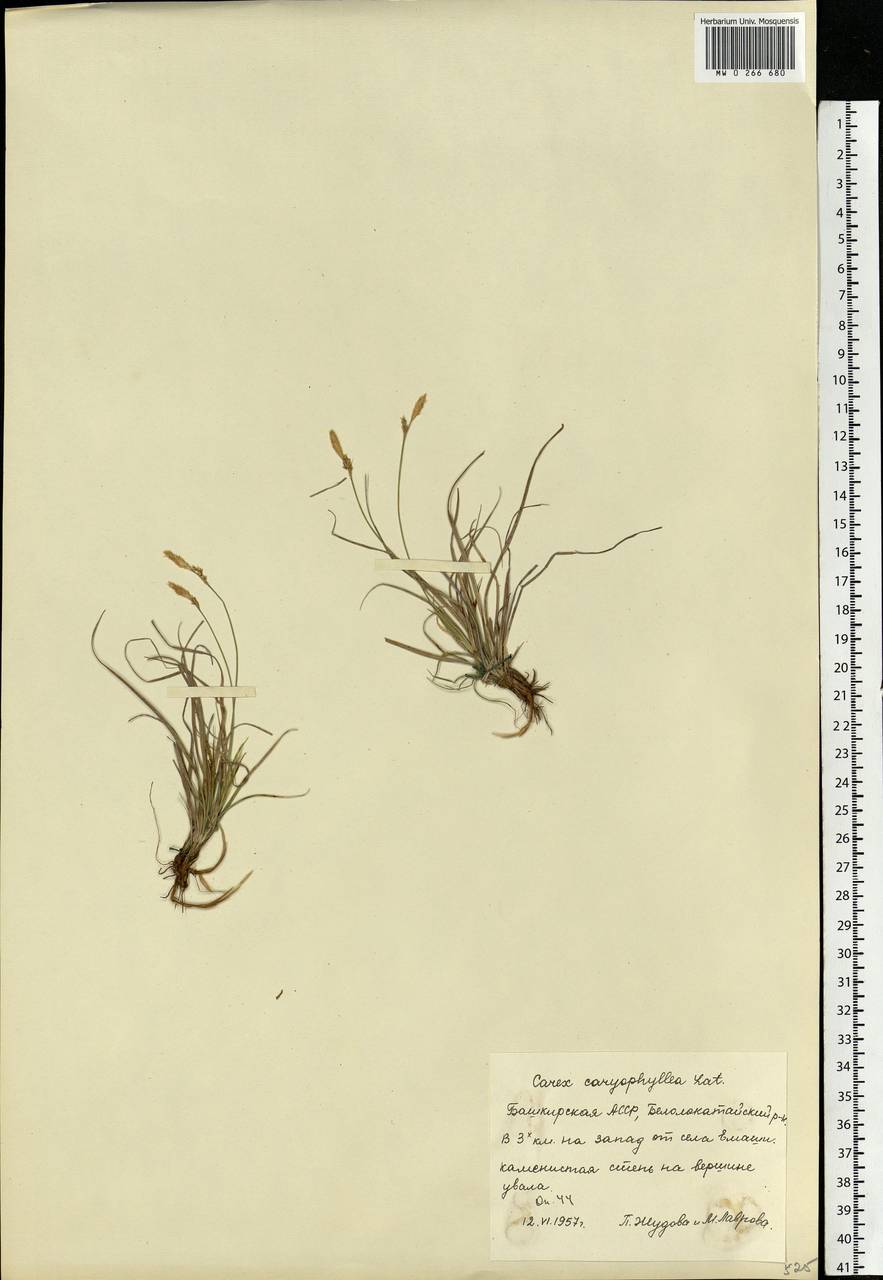 Carex caryophyllea Latourr., Eastern Europe, Eastern region (E10) (Russia)