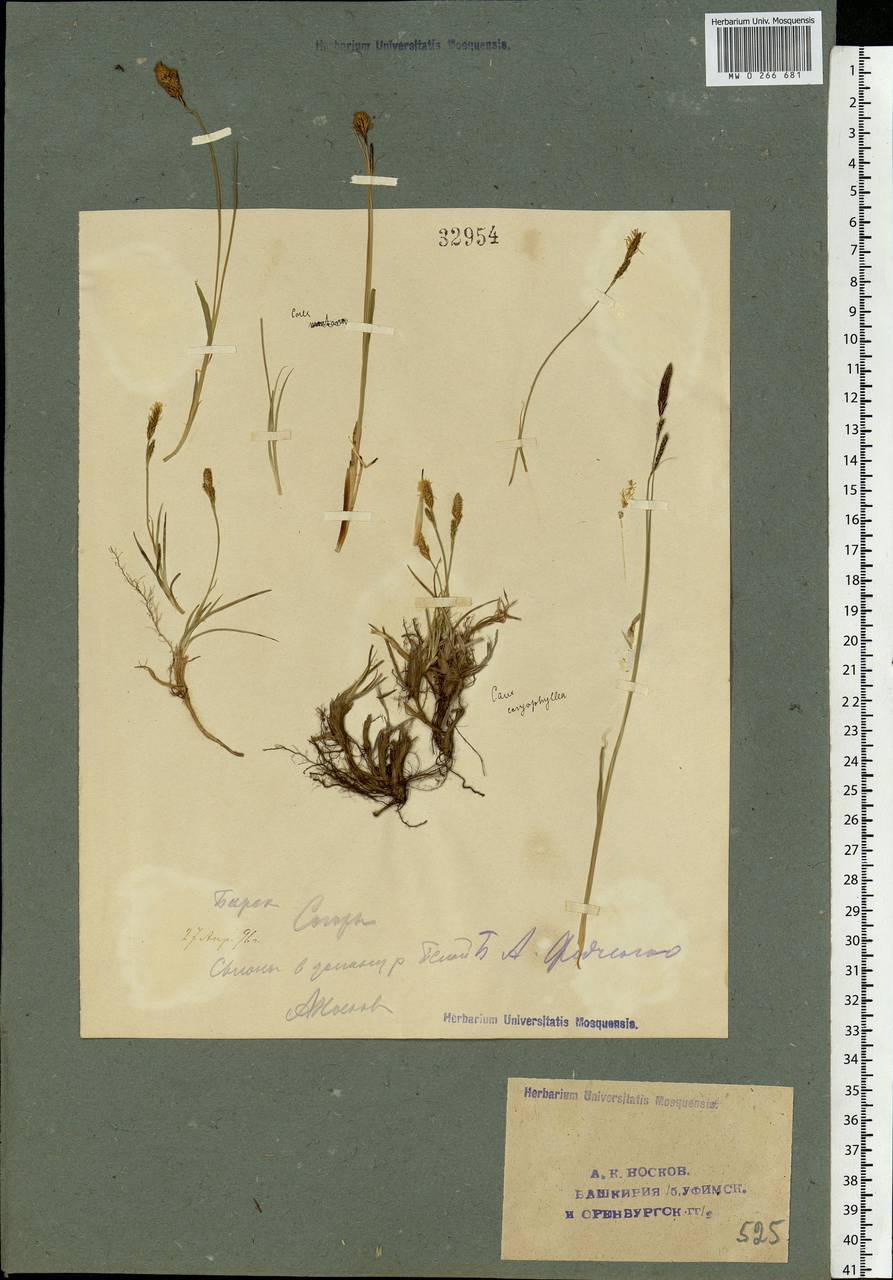 Carex caryophyllea Latourr., Eastern Europe, Eastern region (E10) (Russia)