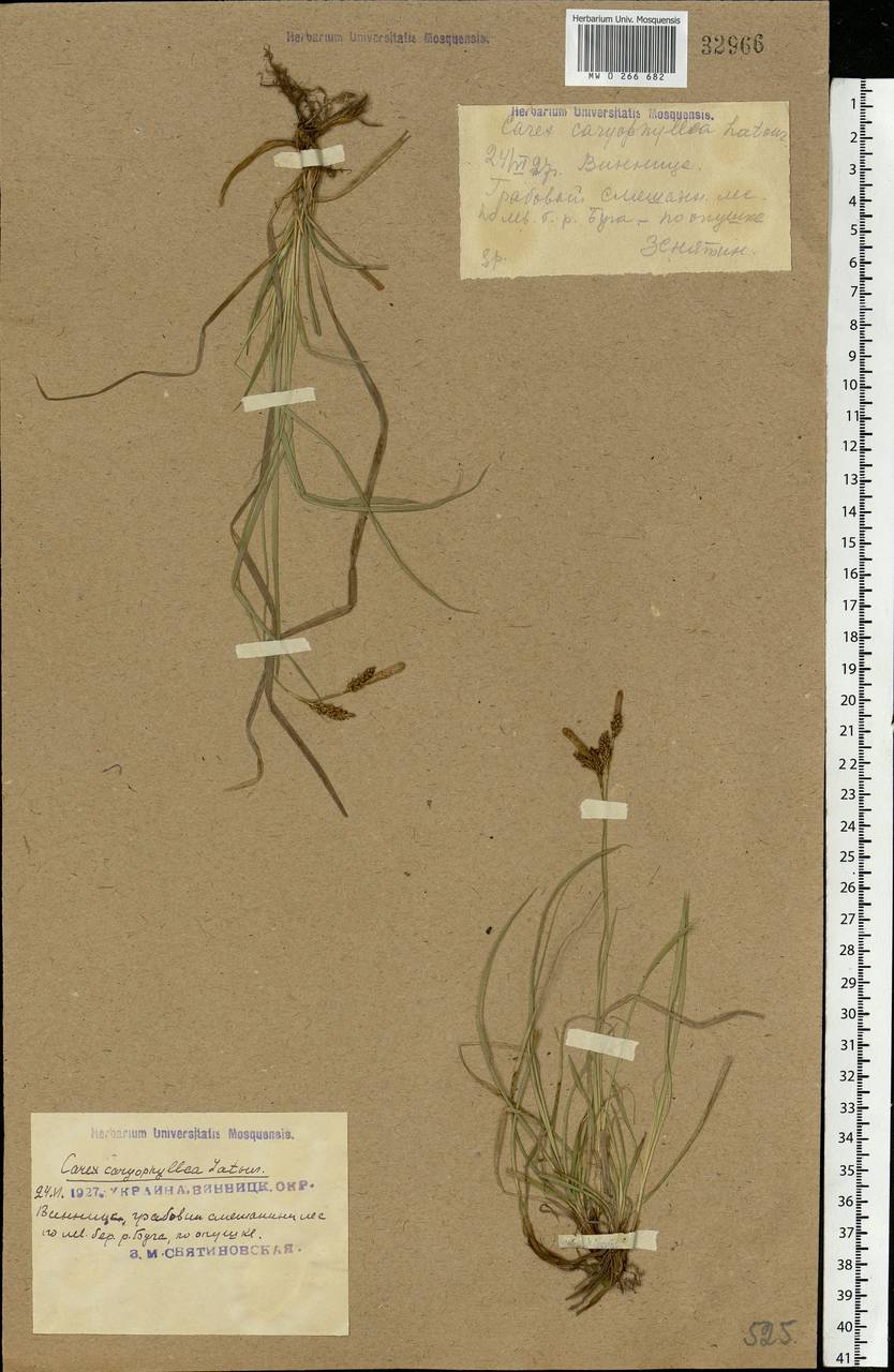 Carex caryophyllea Latourr., Eastern Europe, South Ukrainian region (E12) (Ukraine)