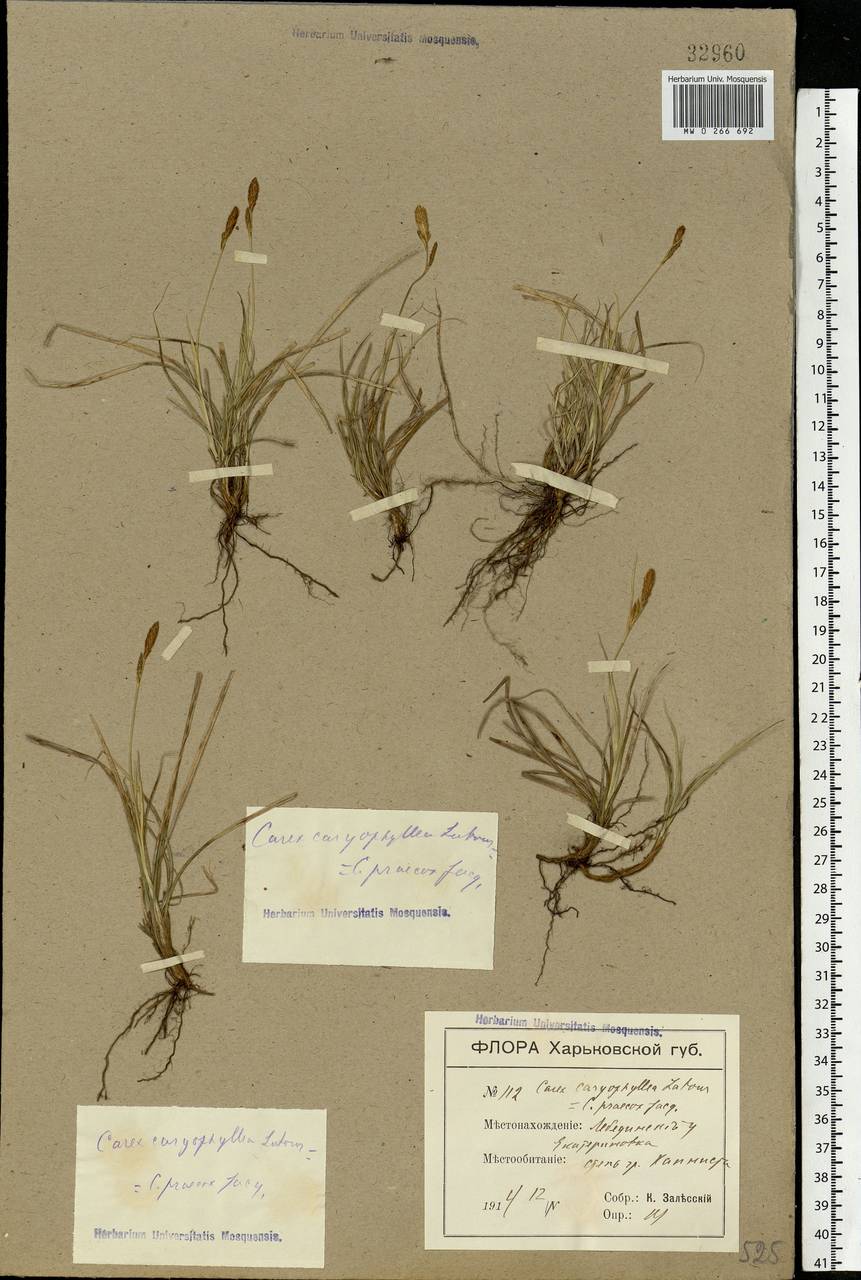 Carex caryophyllea Latourr., Eastern Europe, North Ukrainian region (E11) (Ukraine)