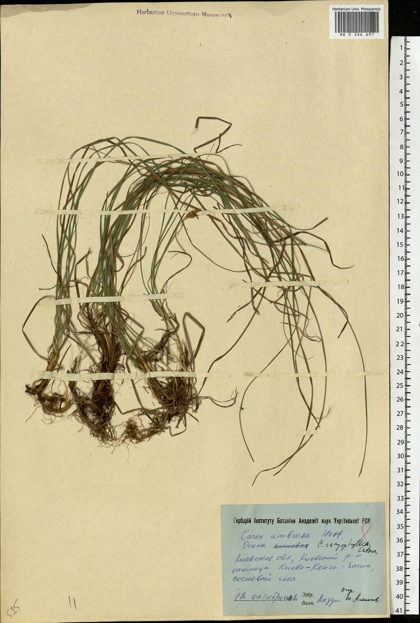 Carex caryophyllea Latourr., Eastern Europe, North Ukrainian region (E11) (Ukraine)